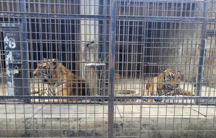 La grippe aviaire tue des dizaines de tigres au Vietnam