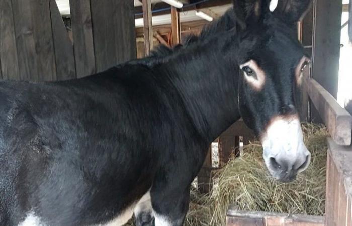 Cozak, un âne girondin, sacré champion de France dans sa catégorie