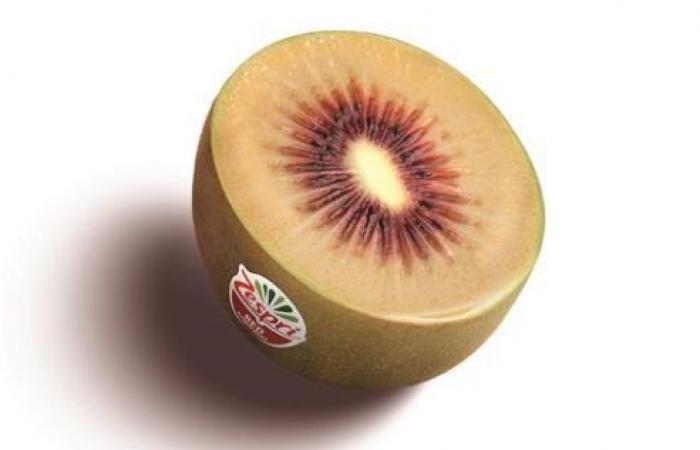 Une nouvelle variété de kiwi rouge aux notes de petits fruits émerge sur les marchés – AgriMaroc.ma