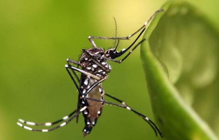 Neuf cas de chikungunya confirmés dans l’ouest de La Réunion