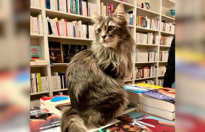 VIDÉO. Dans cette librairie, des livres cohabitent avec huit chats adoptés en refuge