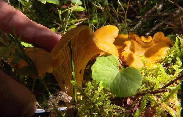 La secte OTS décortiquée, le fléau de la fraude scientifique et des cultivateurs de champignons « hors-la-loi »