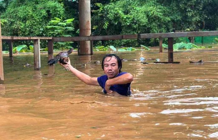 La Thaïlande se mobilise pour sauver les éléphants victimes des inondations