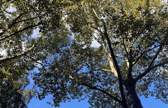 Bulletin météo. Quelle météo dans les Hauts-de-France pour ce samedi 5 octobre ?