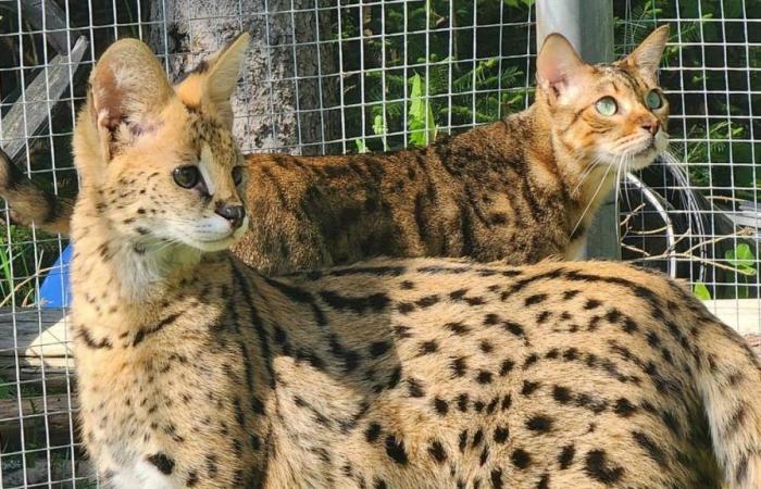 un serval en fuite fait une belle frayeur dans Lanaudière