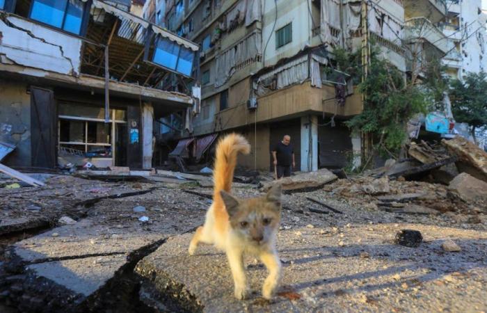 Récupérer des animaux dans des maisons bombardées