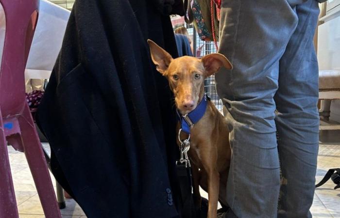 chiens à la Mairie, première édition de Besac’Animal, journée dédiée aux animaux