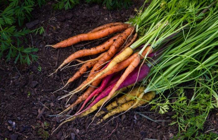 5 choses à savoir sur la carotte, légume le plus consommé en France !