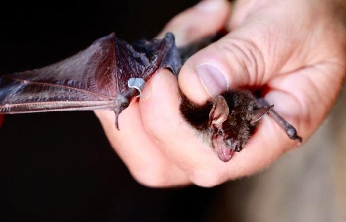 Un enfant meurt de la rage, une chauve-souris trouvée dans sa chambre