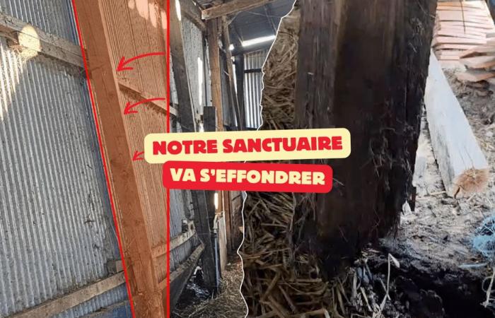 ce refuge pour animaux de ferme en situation critique