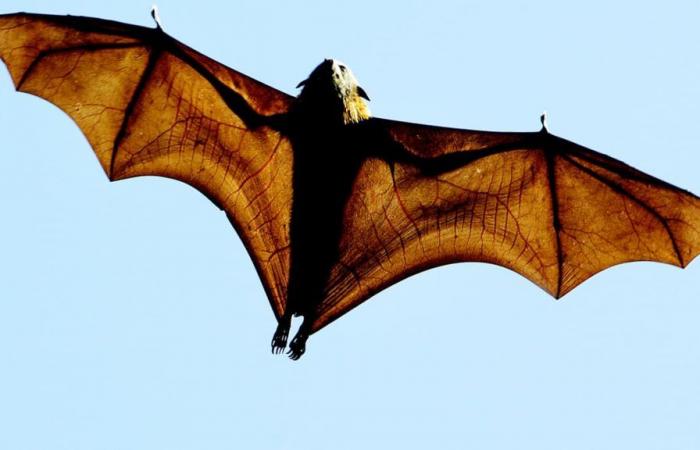 un enfant meurt de la rage, une chauve-souris retrouvée dans sa chambre