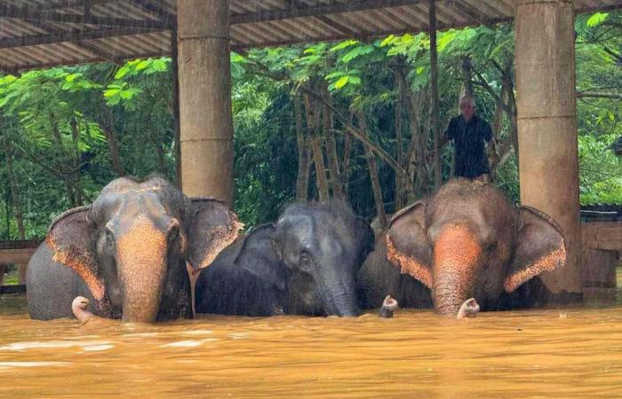 La Thaïlande se mobilise pour sauver les éléphants victimes des inondations