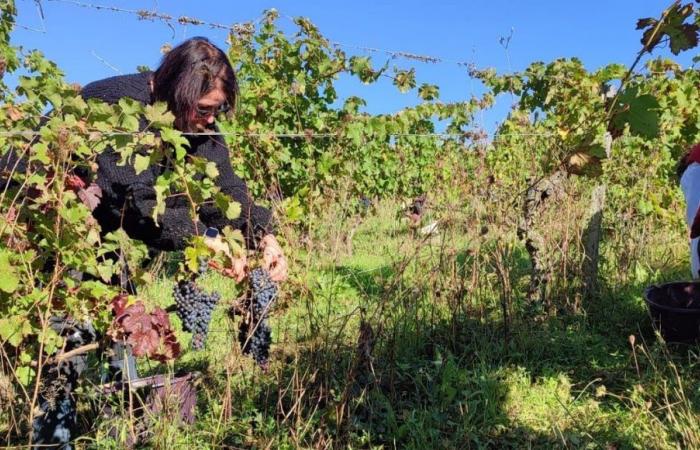 A Chinon, plus d’une quarantaine de personnes deviennent vendangeurs le temps d’une journée au domaine Pierre et Bertrand Couly