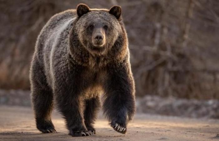 un homme qui cueillait des champignons tué par un ours