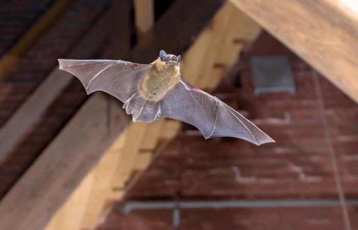 il y avait une chauve-souris dans sa chambre