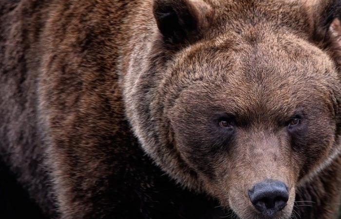 un homme attaqué et tué par un ours brun