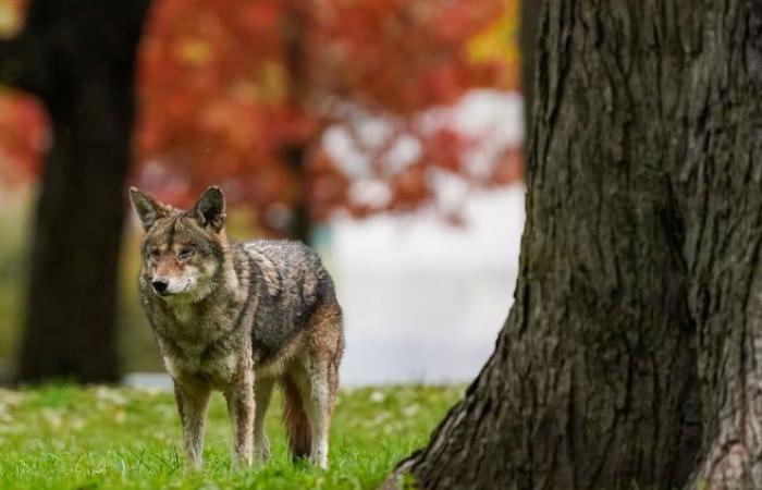 Oui, il y a plus de coyotes (mais c’est nous qui nous rapprochons)