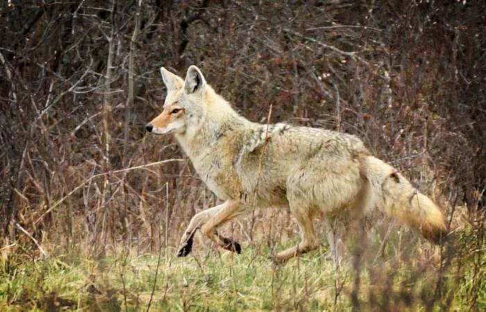 Oui, il y a plus de coyotes (mais c’est nous qui nous rapprochons)