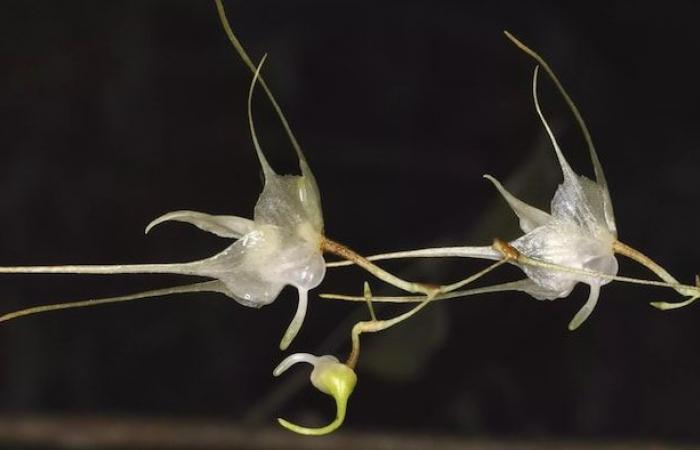 Au cœur des « points noirs » de la biodiversité, les plantes attendent d’être découvertes