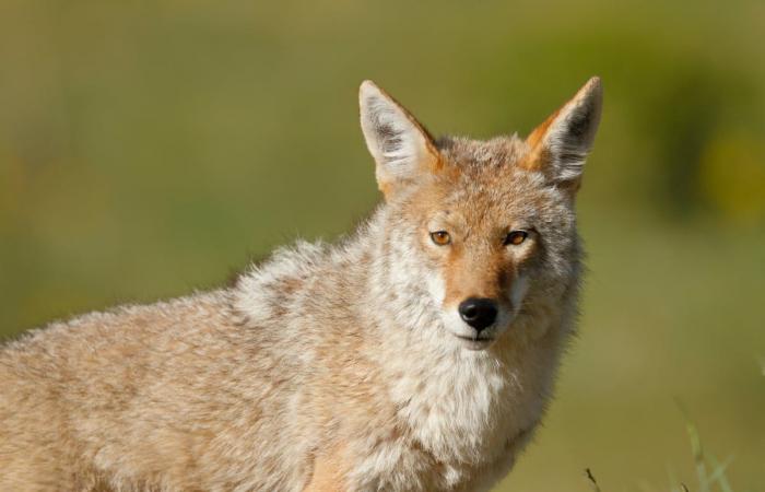 Oui, il y a plus de coyotes (mais c’est nous qui nous rapprochons)