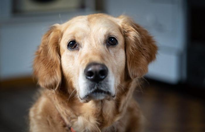 un chien sauve la vie de son maître en guidant les sauveteurs jusqu’à lui