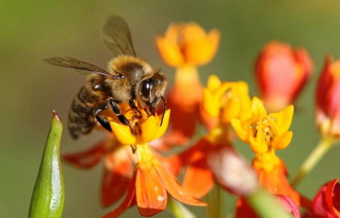 quels bénéfices pour la biodiversité ?