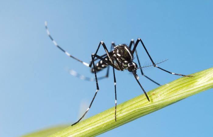 quelles consignes après la démoustication ?