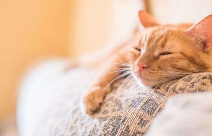 Comment bien prendre soin d’un chat senior ?