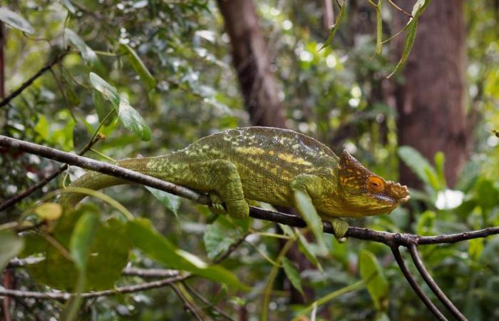 Muzoo présente Alfred le caméléon