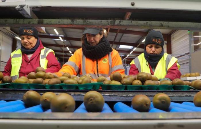 Le Sikig vante son or jaune et ses bons résultats