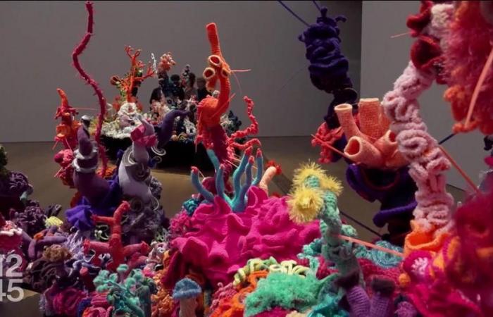 Une barrière de corail crochetée, un championnat de mulet et du bois aux vertus musicales – rts.ch