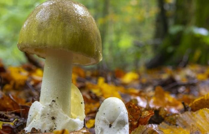 Faute d’antidote, la cueillette des champignons nécessite des contrôles impératifs