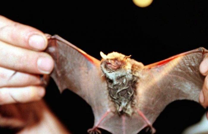 Virus de la rage chez une chauve-souris du canton de Glaris