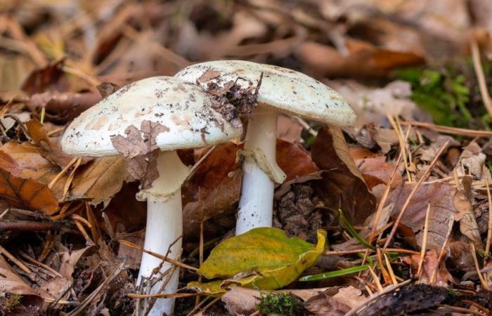 Antidote contre le champignon de la calotte mortelle non disponible