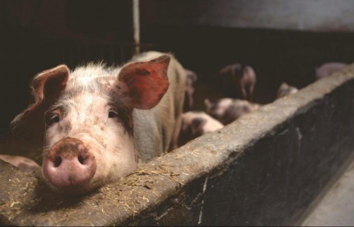 Près d’une centaine de porcs sont morts dans un accident sur l’A28, dans l’Eure