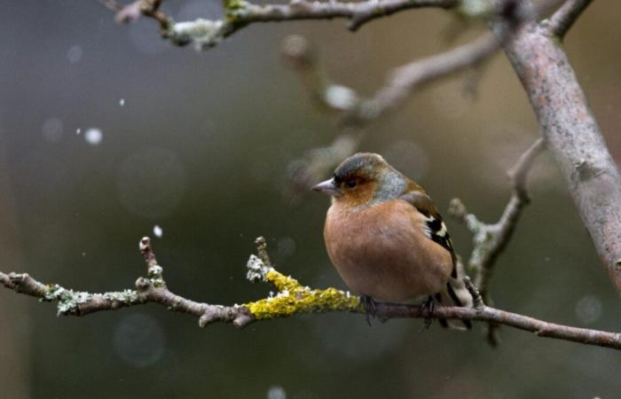 Plus de 93 000 oiseaux enregistrés à EuroBirdwatch en Suisse