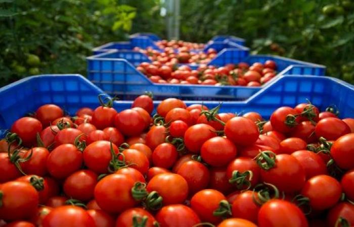 Le prix des tomates atteint de nouveaux sommets au Maroc