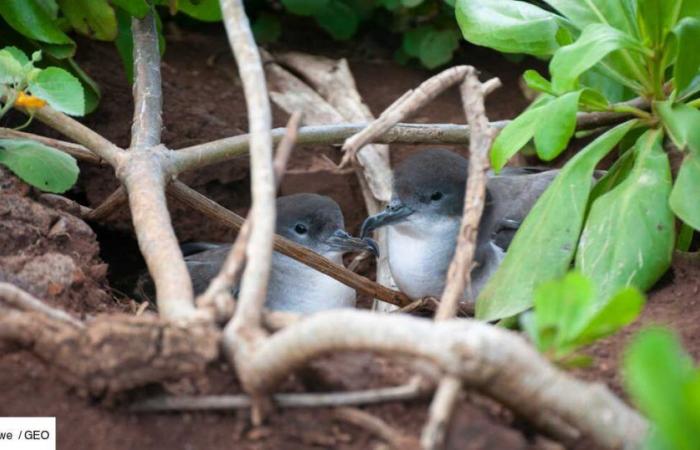 La grippe H5N1 se propage dans le monde, alors pourquoi l’Océanie est-elle épargnée ?