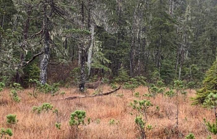 Un chasseur de Juneau survit à une attaque contre un ours