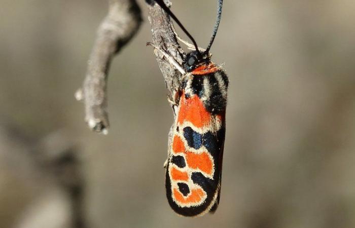 Une Lépi’sortie fructueuse pour l’association Gard nature