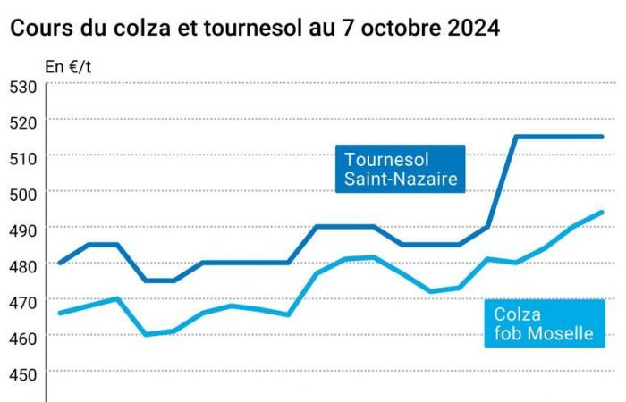 Oléagineux – Les prix du soja continuent de baisser alors que ceux du colza continuent de grimper