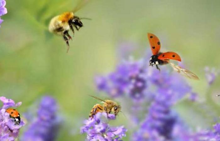 il est urgent d’améliorer la qualité des données en écologie