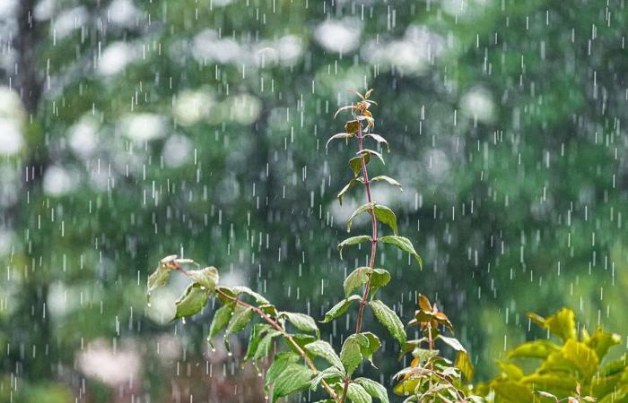 RAPPORT MÉTÉO. Début de journée couvert et pluvieux en Normandie, puis notre mercredi s’éclaircira dans l’après-midi