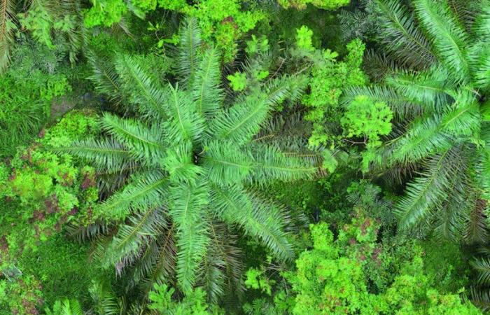 Retour des arbres au Paddock Park