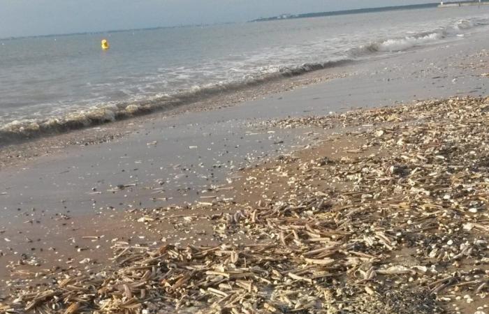 Des centaines de milliers de couteaux échoués sur cette plage de Loire-Atlantique