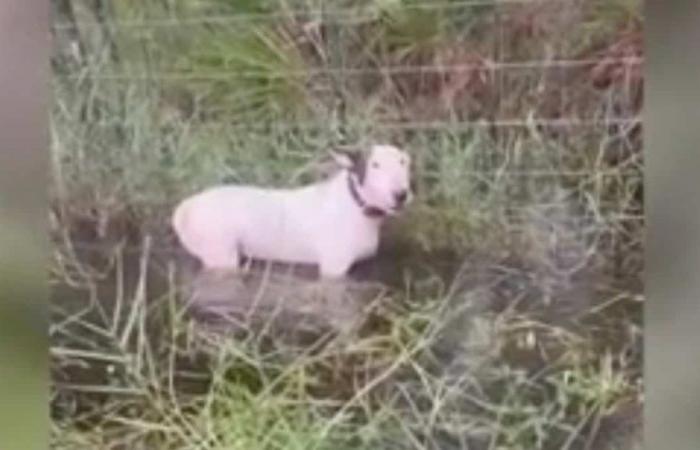 EN VIDÉO | Un chien abandonné en pleine tempête « Milton »