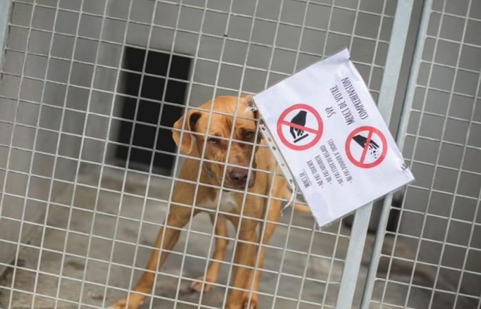 Un vétérinaire et une employée du refuge ATPA de Toulouse placés en garde à vue pour maltraitance animale