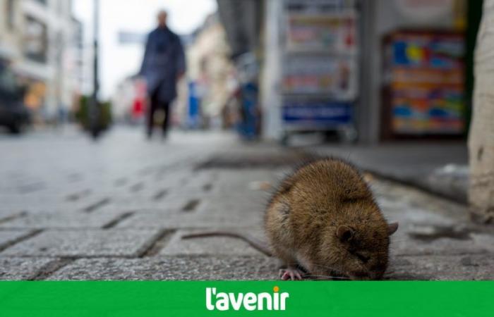 un homme meurt après avoir été mordu par un rat