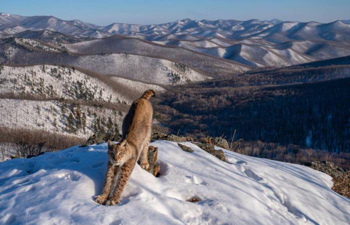 Découvrez quelques-unes des photos gagnantes de l’édition 2024 du Wildlife Photographer of the Year