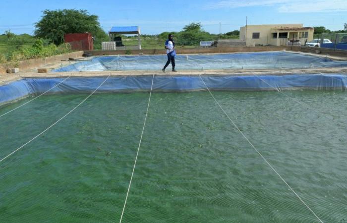 Miser sur l’aquaculture pour garantir la souveraineté alimentaire du pays, un chantier de longue haleine